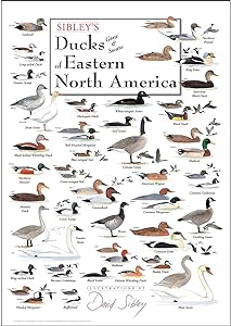 SIBLEY'S DUCKS OF EASTERN NORTH AMERICA POSTER