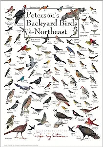 PETERSON'S BACKYARD BIRDS OF THE NORTHEAST POSTER