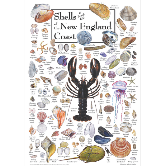 SHELLS OF THE NEW ENGLAND COAST POSTER